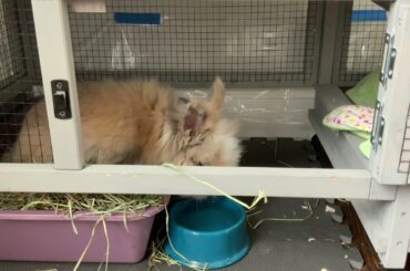 Cute bunny drinking water
