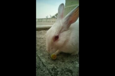 CUTE RABBIT EATING TOMATO