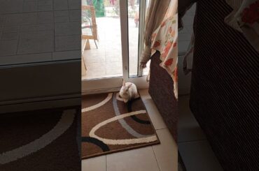 Cute Rabbit | gannibunnie #Shorts