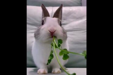 The Beautiful Rabbits Eating | Cute Rabbit | Funny And Cute Bunny Videos Compilation Of Rabbits #175