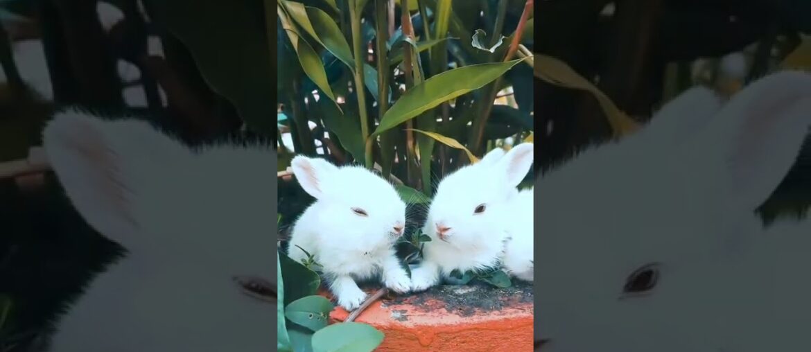Cute Bunny Eating Together Cute Bunny Eating Together