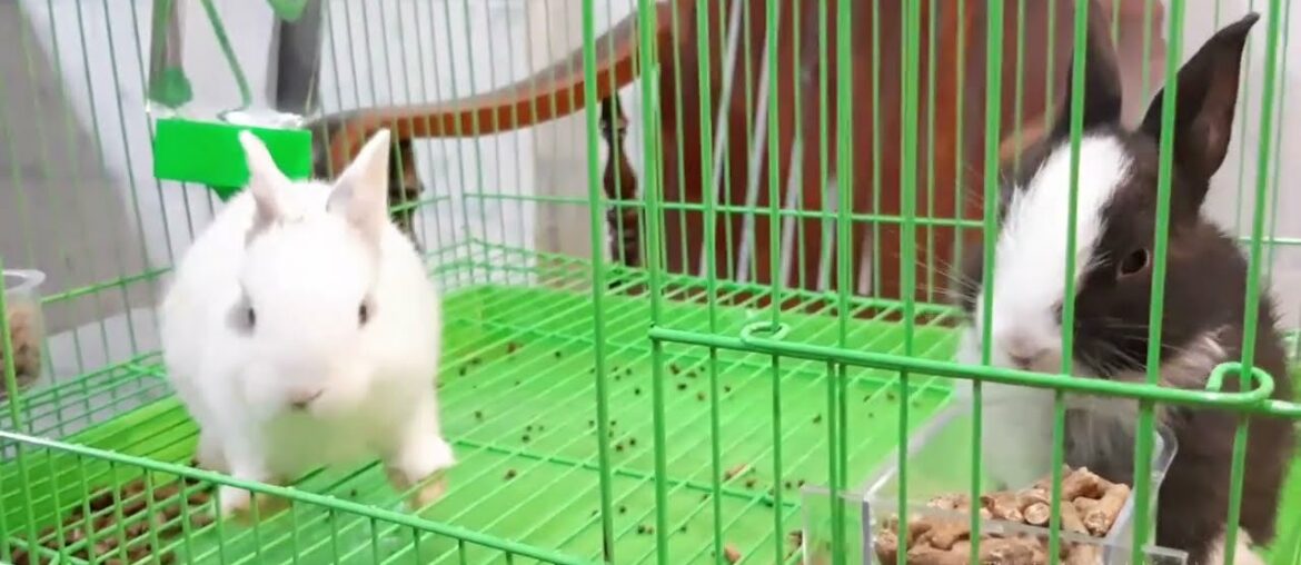 Two cute little rabbits are eating | Rabin Rabin Two cute little rabbits are eating | Rabin Rabin