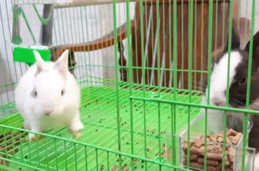Two cute little rabbits are eating | Rabin Rabin