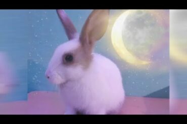 Bunny Photoshoot#CuteBunny #Rabbits