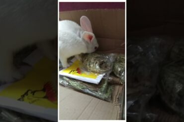 Bunny opening her Easter present | Cute Rabbit Hunny D Bunny | #rabbit #bunny #easterbunny
