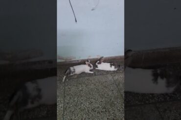 cute bunny my cute rabbit video #shorts