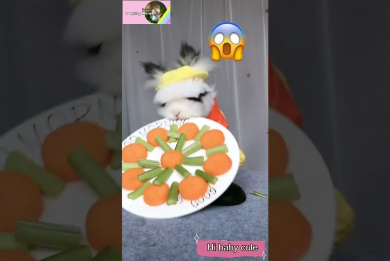 Cute bunny eating Carrots so funny, pet, animal / life and love