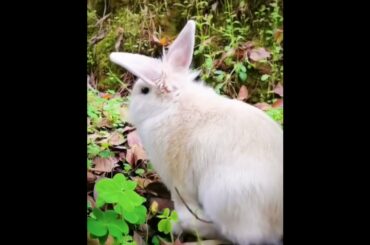The Beautiful Rabbits Eating | Cute Rabbit | Funny And Cute Bunny Videos Compilation Of Rabbits #172