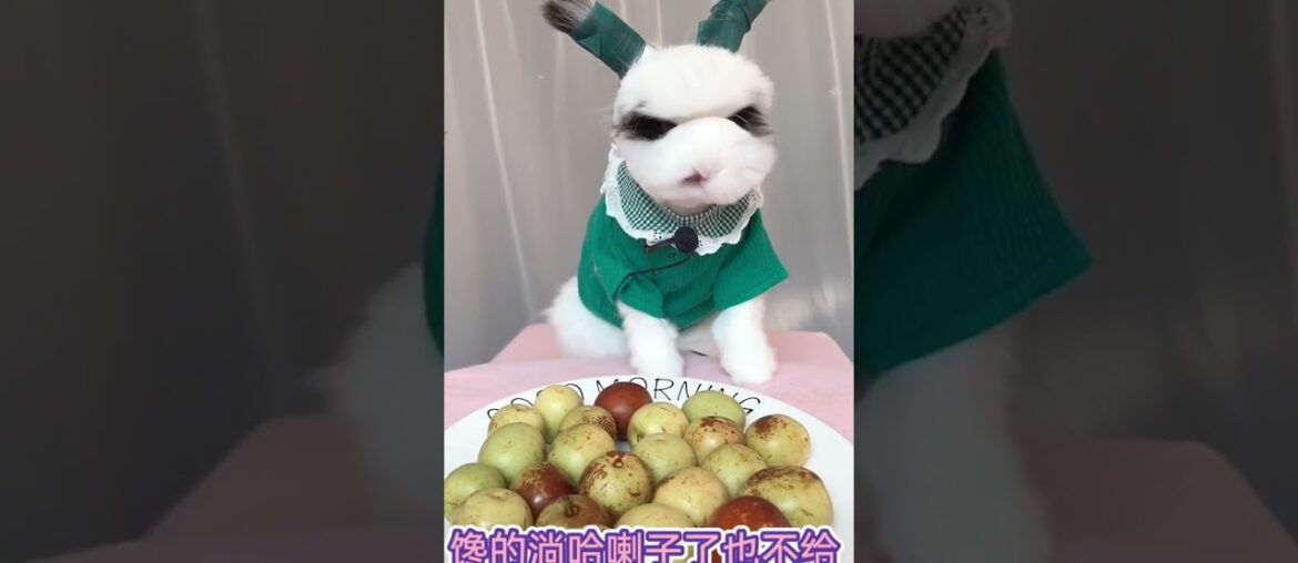 Cute bunny eating, pet, animal / life and love Cute bunny eating, pet, animal / life and love
