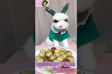 Cute bunny eating, pet, animal / life and love