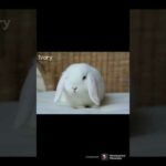 Cute and funny Ivory (my bunny) - Part 1