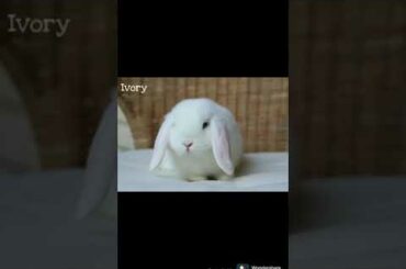 Cute and funny Ivory (my bunny) - Part 1