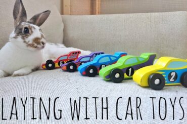 cute rabbit playing with toy cars, so cute ! #rabbit #rabbit playing #toyCARS #YOUTUBE #SHORTS