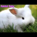 RABBIT BABY Cute so cute baby rabbit eating grass