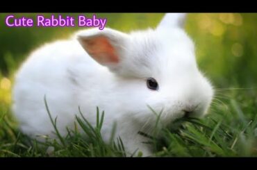 RABBIT BABY Cute so cute baby rabbit eating grass