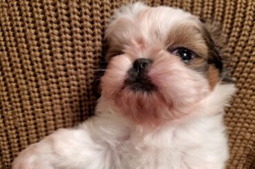 Take a Close Look at this Cute Bunny || Shih Tzu Puppy