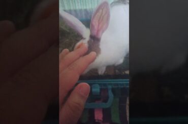 My cute rabbit | Pet Rabbit #shorts