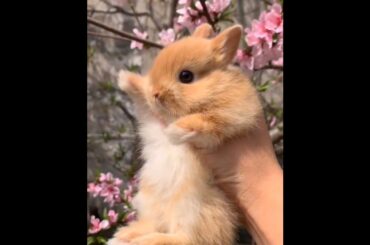 The Beautiful Rabbits Eating | Cute Rabbit | Funny And Cute Bunny Videos Compilation Of Rabbits #171