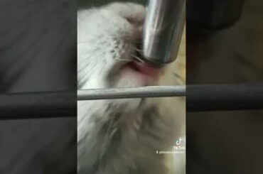 Cute bunny drinking water