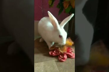 Bunny playing with flowers | Cute rabbit Hunny D Bunny | #rabbit #bunny #playfulbunny