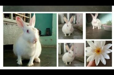 Cute Rabbit Full Flim|| Cutepet Bunny Flim @AdarshPandey521