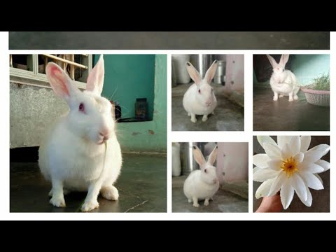 Cute Rabbit Full Flim|| Cutepet Bunny Flim @AdarshPandey521