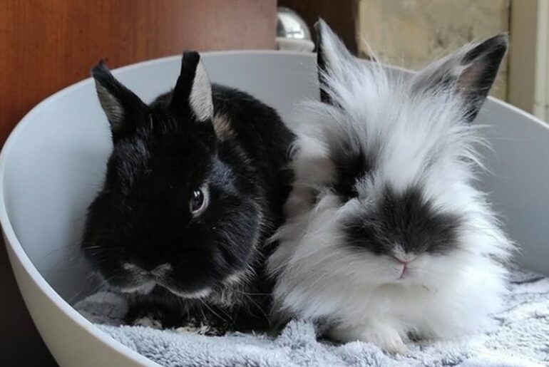 Cute Bunnies | Baby Bunny Rabbit | Black And White Baby Bunnies