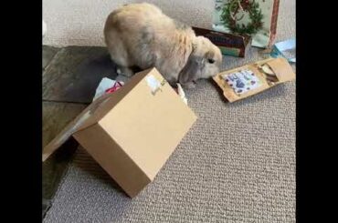 I have to open my own presents | Cute Rabbits Cute Bunny Funny Video Compilation #Shorts