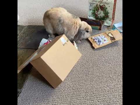 I have to open my own presents | Cute Rabbits Cute Bunny Funny Video Compilation #Shorts I have to open my own presents | Cute Rabbits Cute Bunny Funny Video Compilation #Shorts