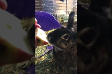 Cute Rabbit Minnie Eating an Apple