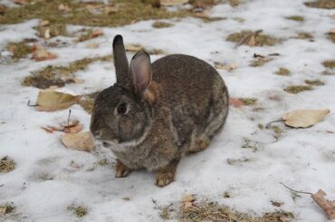 Cute rabbit chewing on a winter day.