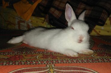 Rabbit videos/cute bunny/funny rabbit