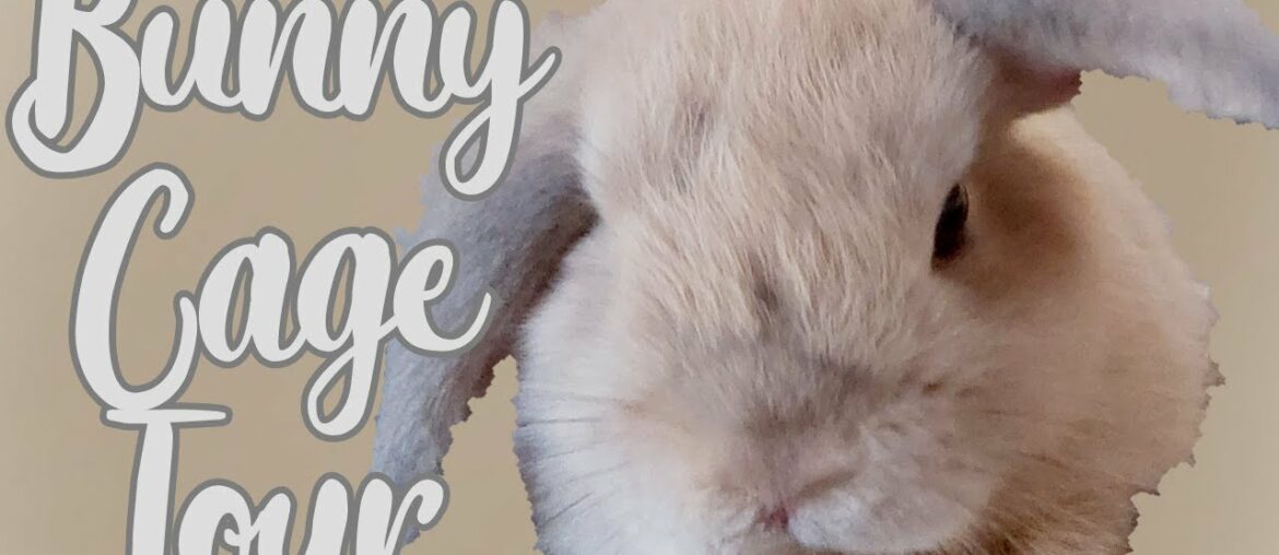 Bunny Cage Tour!! | Cute Bunny Bunny Cage Tour!! | Cute Bunny