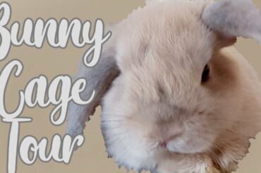 Bunny Cage Tour!! | Cute Bunny