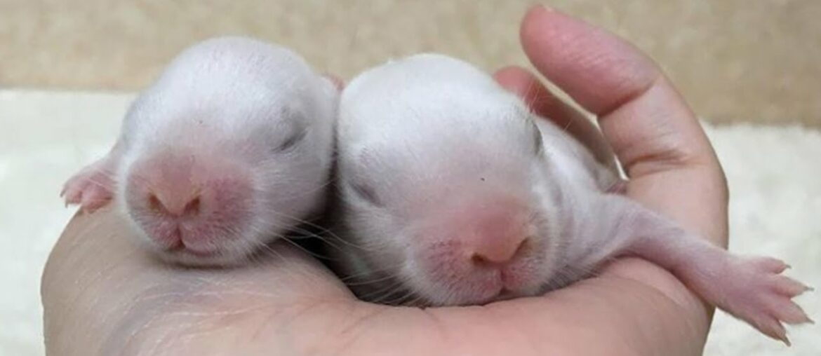 Newborn Baby Bunnies | Cutest Baby Bunnies | Cute Rabbit