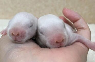 Newborn Baby Bunnies | Cutest Baby Bunnies | Cute Rabbit