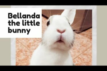 CUTE BUNNY VIDEO COMPILATION