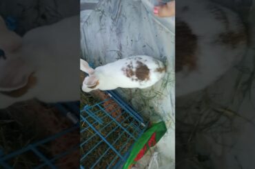 My Rabbit is Playing | Cute Rabbit