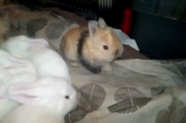 So Cute Rabbit Bunnies. Rabbit and Bunny