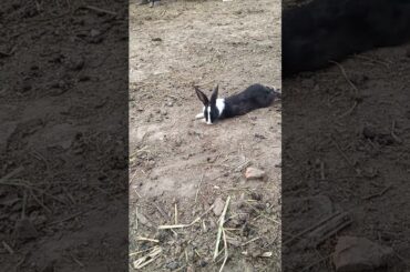 cute rabbit ll rabbit eating grass ll goat farming