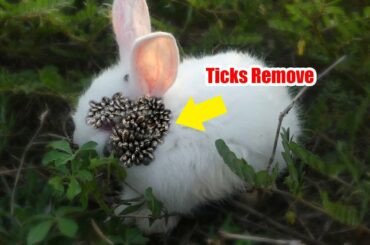 [CUTE CAT ] Animal rescue | how to remove tick on cute Rabbit Ep #57
