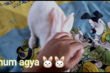 Cute Rabbit Jumping in bedroom! Rabbit | Masti |VLOG  3