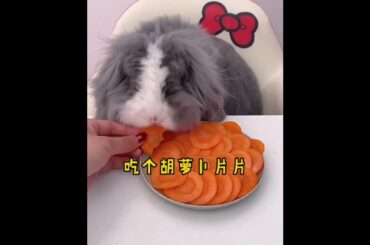 The Beautiful Rabbits Eating | Cute Rabbit | Funny And Cute Bunny Videos Compilation Of Rabbits #188