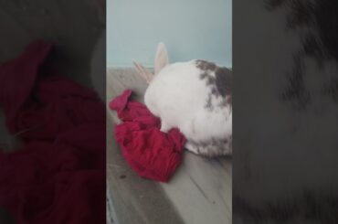 My Rabbit is Playing | Cute Rabbit