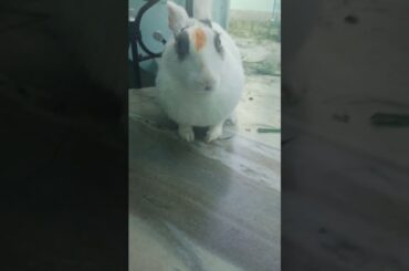 My Rabbit Video | Cute Rabbit
