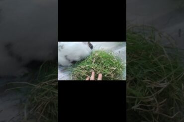 My Rabbit is Eating Grass | Cute Rabbit