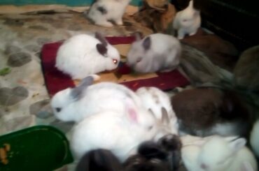 Lovely Cute Rabbit Bunnies Video|| Rabbit and Bunny