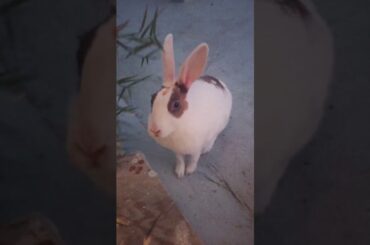 MY CUTE RABBIT | INDIAN RABBIT