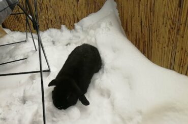 Cute bunny playing in the snow for the first time