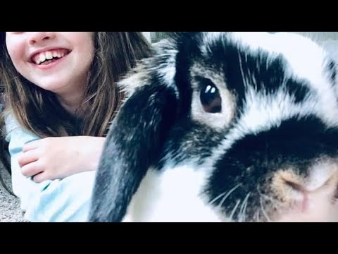My cute bunny munching on apple My cute bunny munching on apple